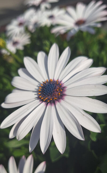 Winter flower growing at a shrub close to home. 2025.