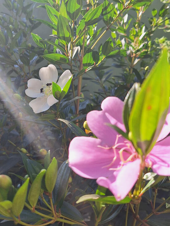 Francesca (my Manacá tree) and her first bees. 2024.