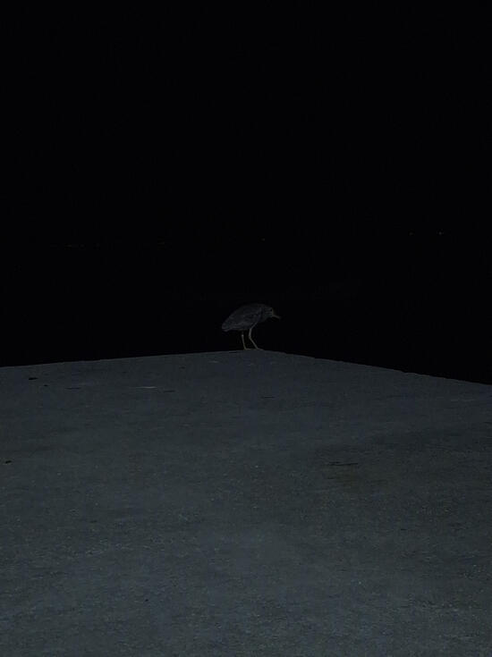 Sea bird at night. Florianópolis, 2024.