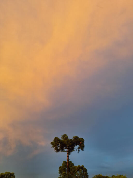 Rainbow lights over araucaria tree. 2023.